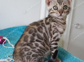 Gorgeous Bengal Rosette Kitten