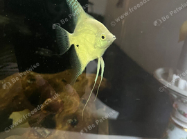 Angel fish
