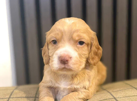 Cocker Spaniel Puppies