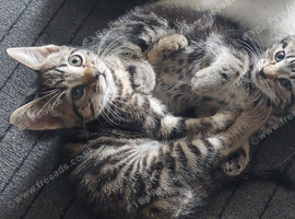 4 kittens girls left
