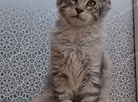 Maine coon boy, Tica registered