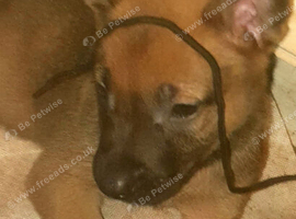 Bullherderx dutch shepards