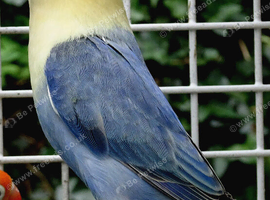Opaline lovebirds strong aviary bred &pound;45 each