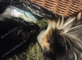 Two bonded male guinea pigs - together only
