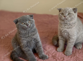 3 Scotish Fold shorthair