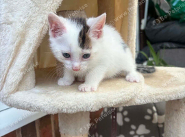Kittens