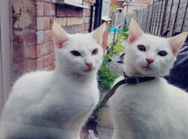 Two pure white male kittens