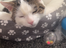 FRIENDLY CAT FOR SALE MALE with everything