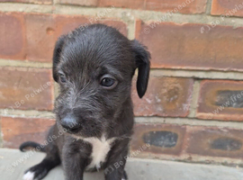 First cross Bedlington x whippet puppies