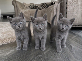 Beautiful Ragdoll X Kittens
