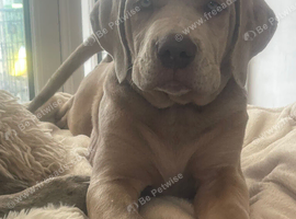 Ready for his new home