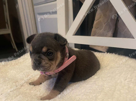 french bulldog puppies