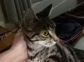 Female Bengal cat 12 months old