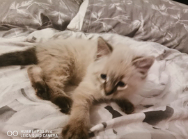 2 male ragdoll kittens