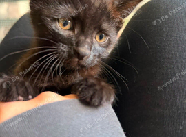 Adorable little black kitten