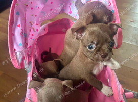 Pedigree Chihuahua pups