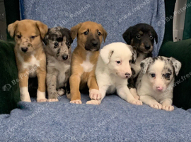 Blue Merle Collie X Lurcher puppies