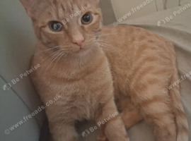 2 babies needing rehomed