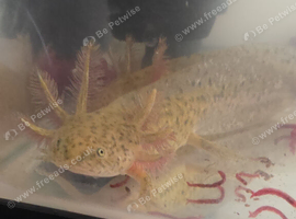 Wild axolotls