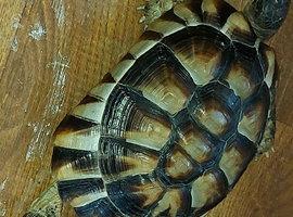 Marginated Tortoise wanted Male adult please
