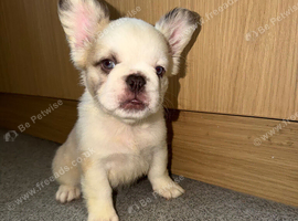 FLUFFY FRENCH BULLDOG