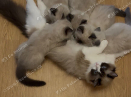 GCCF Ragdoll Kittens