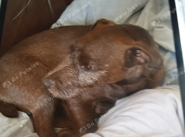 Full bred Pattidale pups
