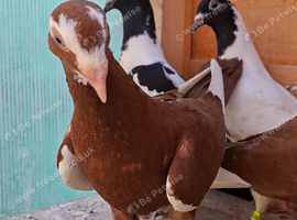 Hi have some young healthy highflyer baby birds they are birth from 31/08/2026.Thwy never comes out my loft.Is ready to new home.