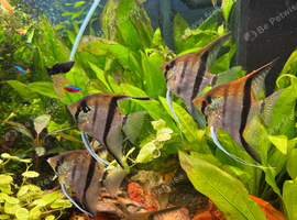 7 Adult  Manacapuru Red Back Angelfish.