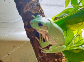 Whites tree frogs juvenile