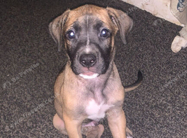 American bulldog x Mastiff puppies ready now