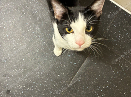Male cat