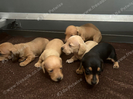 Miniature dachshund puppies