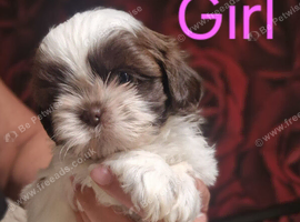 Quality Half Imperial Shihtzu Puppies.