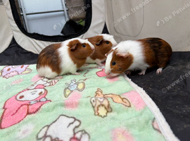 Girl guinea pigs