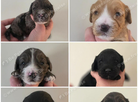 Beautiful F1 DNA clear Cockapoo's