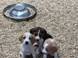 4 beagles puppies for sale