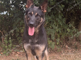 female german shepherd