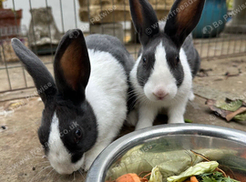 Beautiful Pair of Baby Dutch Bunny Girls 13 weeks