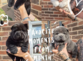 Chow chow puppies