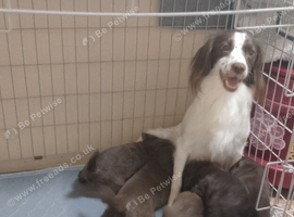 Cocker spaniels last two females