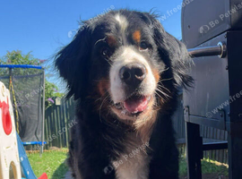 Looking for a Family to Love: Bernese Mountain Dog for Adoption! ️