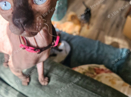 Sphynx female