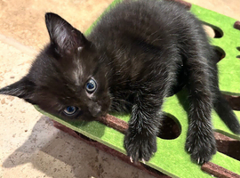 Female kittens