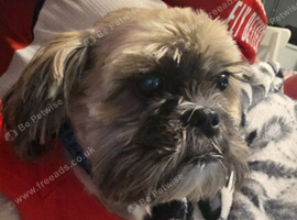 5 yr shitzu needing loving home