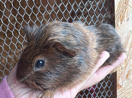 Male guinea pig