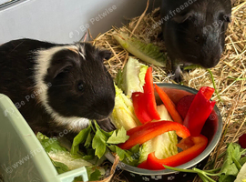 Two guinea pigs looking for a loving new home