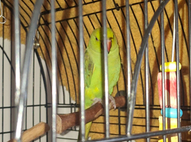 Green indian ringneck