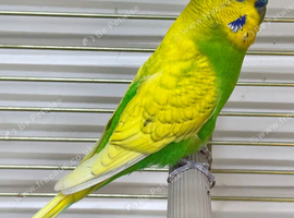 2 budgies and cage