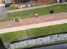 3 boys need a home